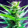 мощные семена конопли Auto Jack Herer feminised
