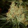 семена конопли индика K-Train feminised Green House Seeds