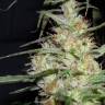 семена конопли для посадки купить K-Train feminised Green House Seeds