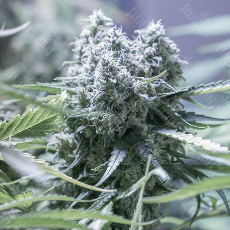 купить в России Auto Critical + 2.0 feminised купить в России Auto Critical + 2.0 feminised