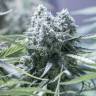 купить в России Auto Critical + 2.0 feminised купить в России Auto Critical + 2.0 feminised