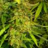 семена конопли f1 в оригинальной упаковке Fast Bud regular Ganja Seeds семена конопли f1 в оригинальной упаковке Fast Bud regular Ganja Seeds