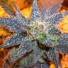 заказ семян конопли Auto Purple regular