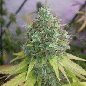 G13 Haze regular Barneys Farm