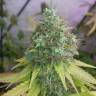 семена конопли в России G13 Haze regular Barneys Farm