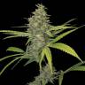 семена конопли Спб G13 Haze regular Barneys Farm