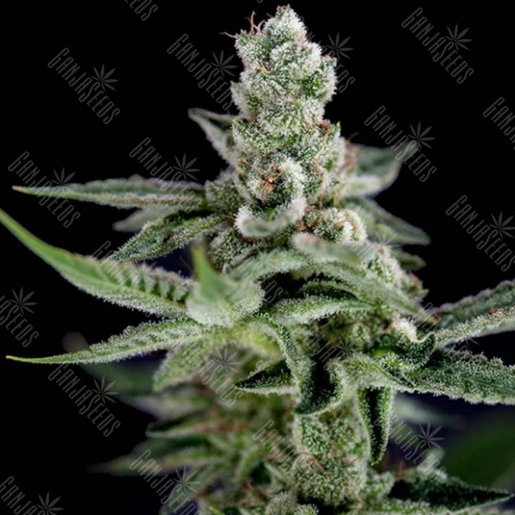 семена конопли в интернете Crocketts Haze regular Crockett Family Farms