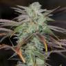 заказ семян конопли Спб Lemon Kush Headband feminised Humboldt Seeds