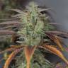 семена конопли Россия Lemon Kush Headband feminised Humboldt Seeds