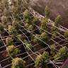 семена конопли Lemon Kush Headband feminised Humboldt Seeds