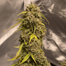 семена конопли элитных сортов Gorilla Glue feminised семена конопли элитных сортов Gorilla Glue feminised