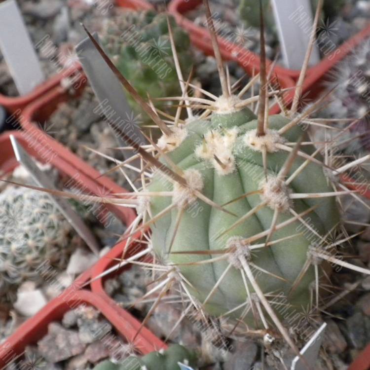 Семена кактусов Trichocereus chilensis var. panhoplites Семена кактусов Trichocereus chilensis var. panhoplites
