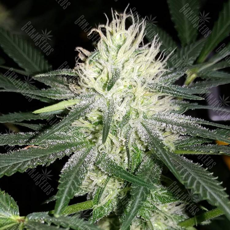 хорошие семена конопли Auto Bubblelicious feminised хорошие семена конопли Auto Bubblelicious feminised