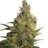 Damn Sour feminised Green House Seeds