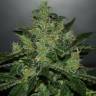 Auto Critical + feminised Dinafem Seeds