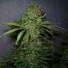 Auto Critical + feminised Dinafem Seeds