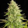 Auto Critical + feminised Dinafem Seeds