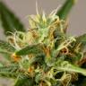 купить в России Auto Critical + feminised