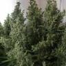 Kali Mist feminised Breeders Community Seeds