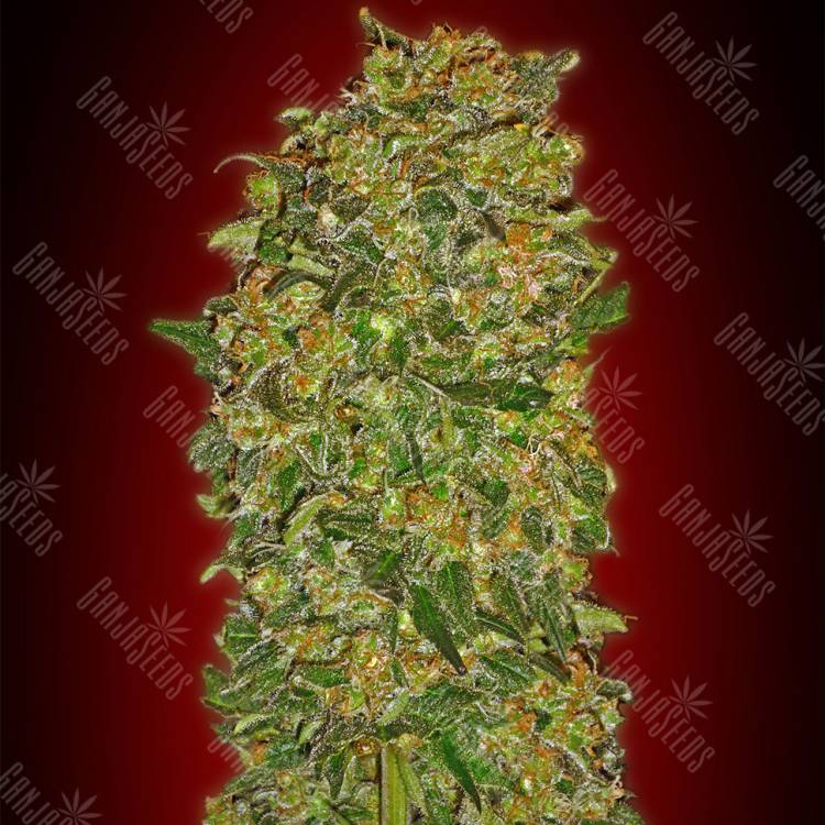 семена культурной конопли купить Female Collection №2 feminised 00 Seeds семена культурной конопли купить Female Collection №2 feminised 00 Seeds