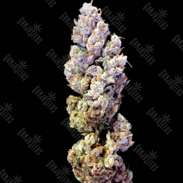 семена конопли дешево Crocketts Sour Tangie regular Crockett Family Farms семена конопли дешево Crocketts Sour Tangie regular Crockett Family Farms