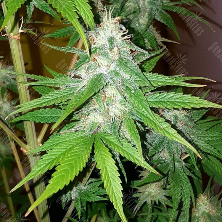 где заказать семена конопли Lemon Thai Kush feminised Humboldt Seeds