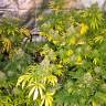 купить семена конопли Magic Bud feminised Paradise Seeds