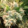 семена конопли в фирменной упаковке Gorilla Girl feminised Sweet Seeds семена конопли в фирменной упаковке Gorilla Girl feminised Sweet Seeds