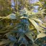 Семена каннабиса Auto MaxiGom feminised GanjaLiveSeeds
