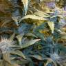 Качественные семена конопли Auto MaxiGom feminised GanjaLiveSeeds