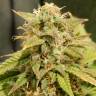 семена конопли аутдор Auto Super Bud feminised