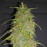 семена конопли скороспелый купить Auto Super Bud feminised