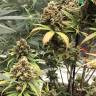 семена конопли гидропоники Auto Super Bud feminised