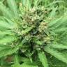 семена конопли дешево Auto Super Bud feminised