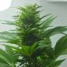 семена конопли с доставкой Auto Super Bud feminised