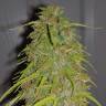 семена конопли в фирменной упаковке Auto Super Bud feminised