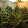 семена конопли интернет магазин Auto Super Bud feminised