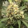 семена сортовой конопли Auto Super Bud feminised