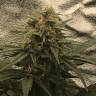 семена конопли феминизированные Auto Super Bud feminised