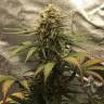 качественные семена конопли Auto Super Bud feminised