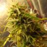урожайные семена конопли Auto Super Bud feminised