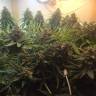 семена конопли в оригинальных упаковках Auto Super Bud feminised