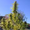 семена конопли Auto Super Bud feminised