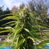 заказ семян конопли Auto Super Bud feminised
