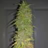 где заказать семена конопли Auto Super Bud feminised