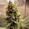 семена сортовой конопли Auto Chocolope feminised