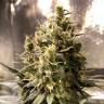 семена конопли феминизированные Auto Chocolope feminised