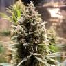 качественные семена конопли Auto Chocolope feminised
