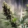 урожайные семена конопли Auto Chocolope feminised