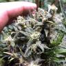 семена конопли в оригинальных упаковках Auto Chocolope feminised